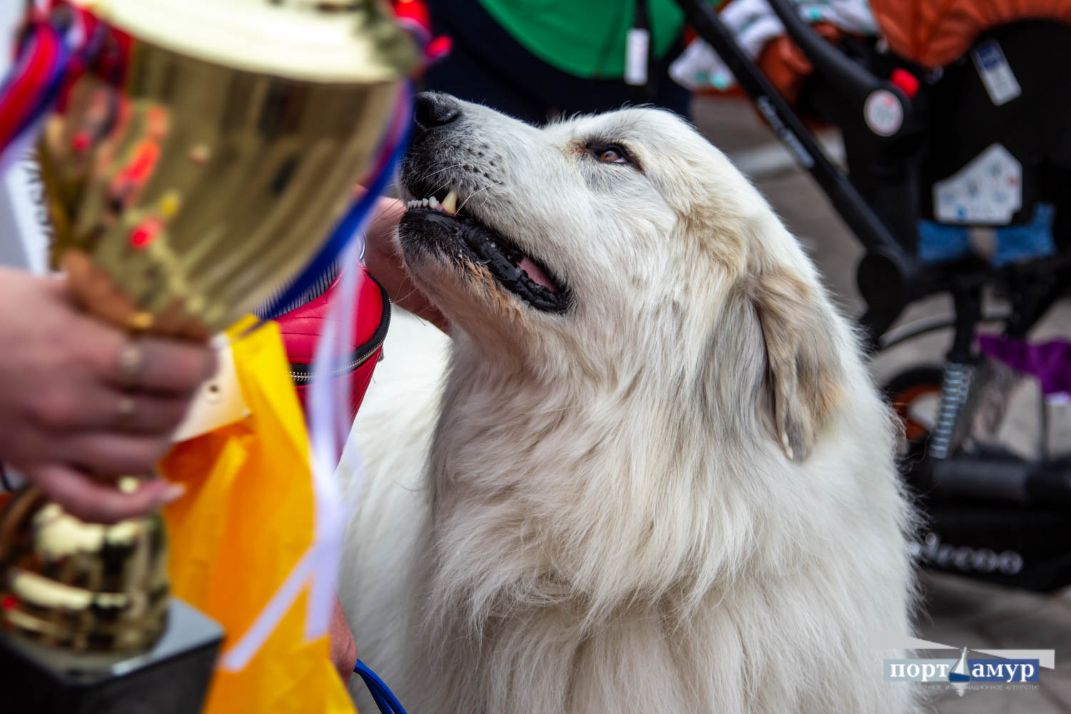 Мопс Хуч стал лучшей собакой на «Амур дог шоу»