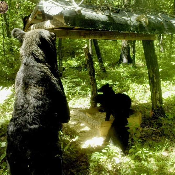 Премилая семья медведей попала в кадр фотоловушки в Бурейском районе