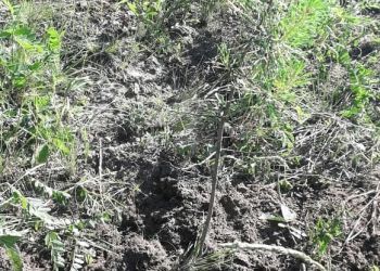 Еще 250 сосен высадили в Березовском заказнике