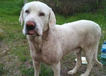 Дорога домой: к волонтерам вернулся пес, сбежавший во время салюта на 160-летие Благовещенска
