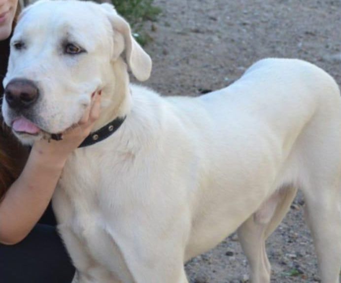 Дорога домой: к волонтерам вернулся пес, сбежавший во время салюта на 160-летие Благовещенска
