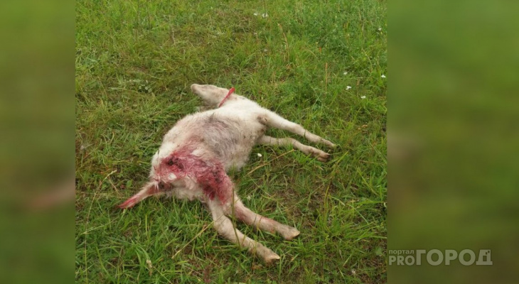 В деревне Чебоксарского района стая собак разрывает кошек и скот