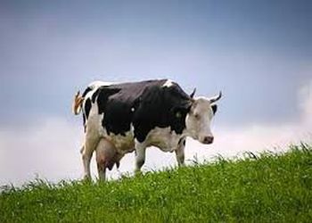 Хозяев «блудных» коров и лошадей в Приамурье заставят платить за погубленные посевы