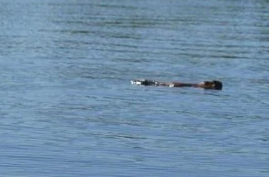 Неизвестное «чудовище» разглядели амурчане во Владимировском озере