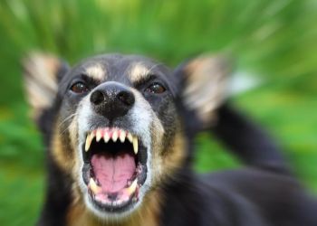 В Приморье собаки насмерть загрызли сторожа