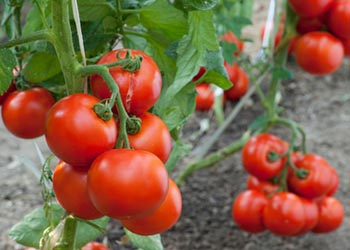 Амурские студенты поедут собирать урожай томатов в Японию