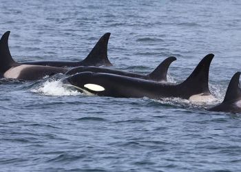Все выпущенные из «китовой тюрьмы» косатки добрались до мест обитания