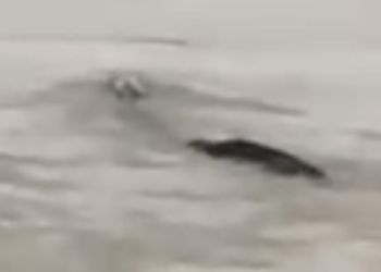 18-метрового «водяного монстра» обнаружили в Китае