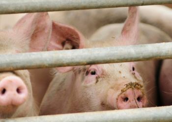 Карантин по африканской чуме свиней сняли почти во всех амурских селах