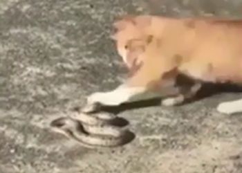 Уличный кот Васька спас волгоградцев от сбежавшей змеи