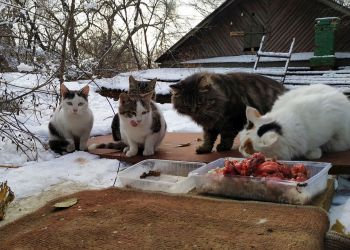 Семеро на чердаке: благовещенцы пытаются спасти котов из-под крыши старого дома