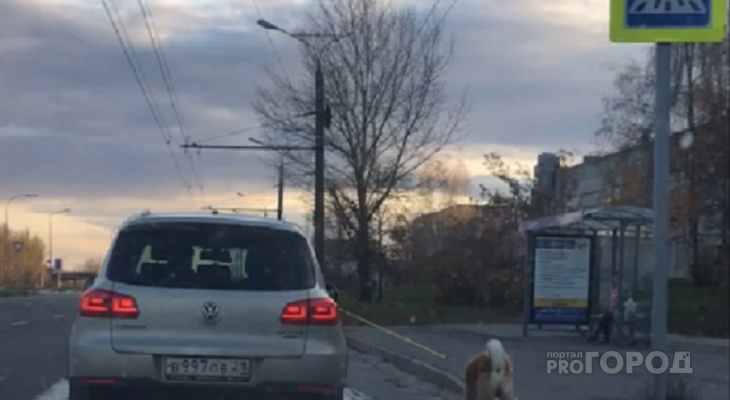 В Чебоксарах женщины выгуливали собаку на поводке из автомобиля