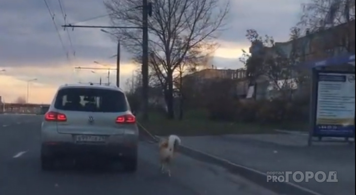 Полиция занялась хозяйкой, выгулившей собаку из машины