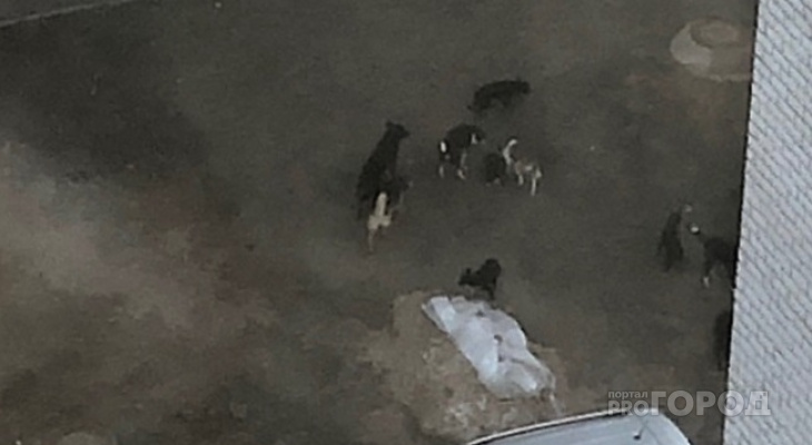 Стаю из 10 собак преодолевают дети по пути в чебоксарскую школу